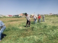 Ardahan’da hasat mevsimi başladı; 500 tl’ye  ırgat bulunamıyor Fotoğrafı