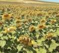 Ardahan’da yeni bir ürün gelişiyor  Fotoğrafı