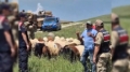 Kars’ta Kaybolan 65 Küçükbaş Hayvan Jandarma Tarafından Bulundu Fotoğrafı